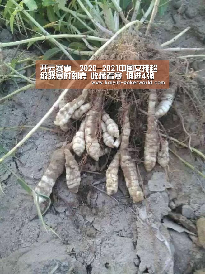 开云篮球